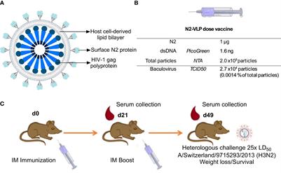 Increased efficacy of influenza virus vaccine candidate through display of recombinant neuraminidase on virus like particles